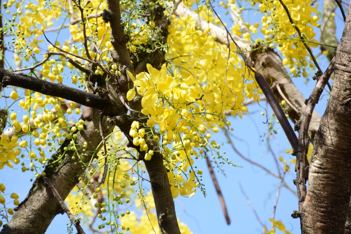 Rua do bairro da Mooca, São Paulo